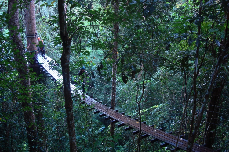 Flight of the Gibbon