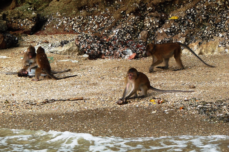 Monkeys playing on beach