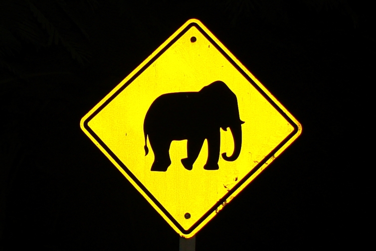 Elephant Crossing