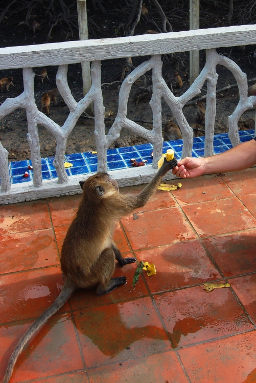 Feeding wild monkeys