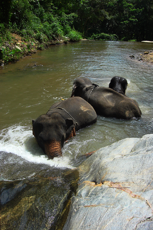 Swimming with elephants in the waterfall