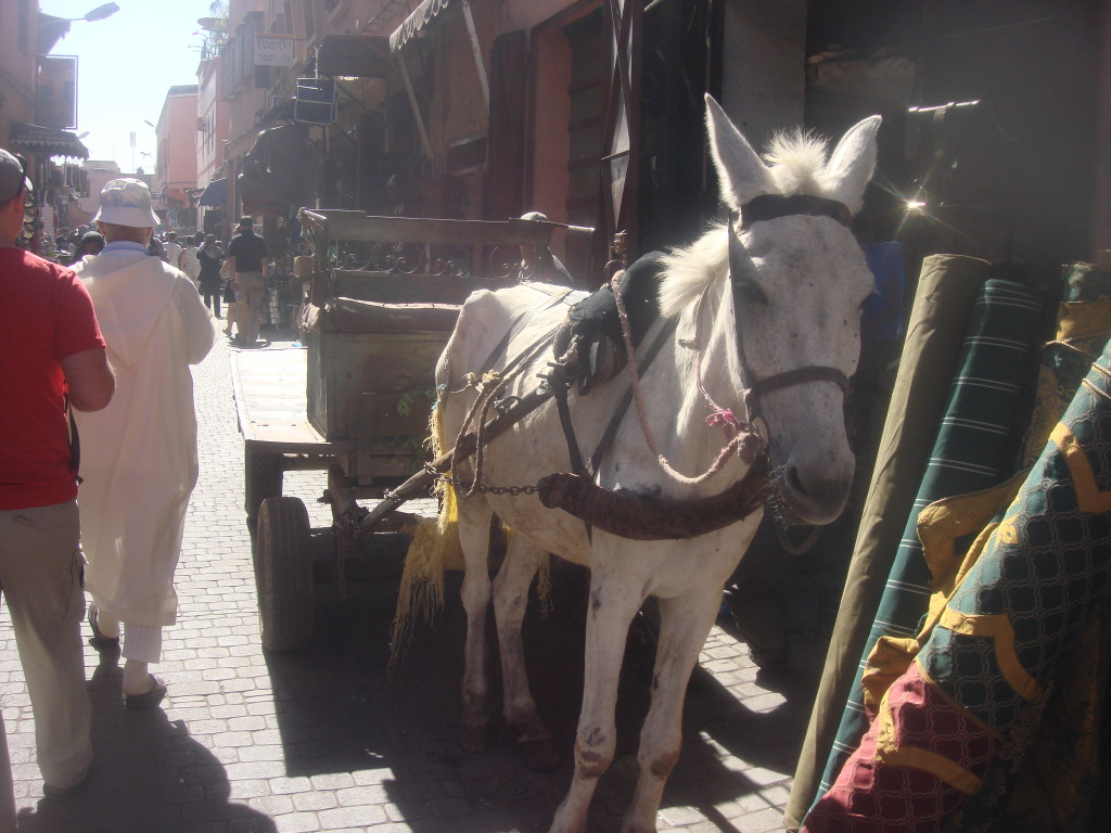Main form of transportation in Marrakech's medina
